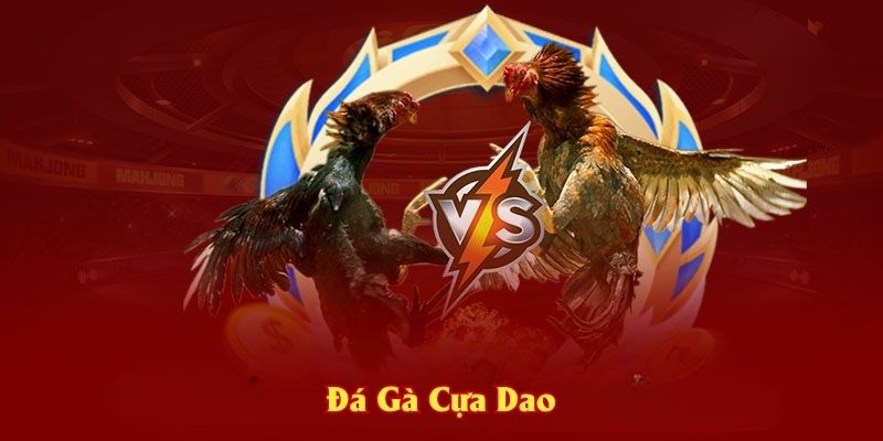 Đá gà cựa dao