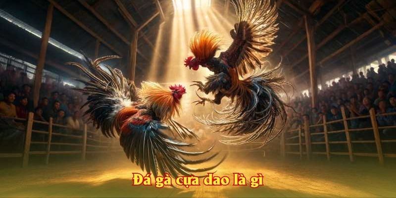 Đá gà cựa dao là gì