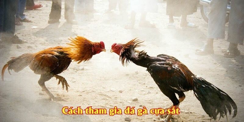 Cách tham gia đá gà cựa sắt tại J88