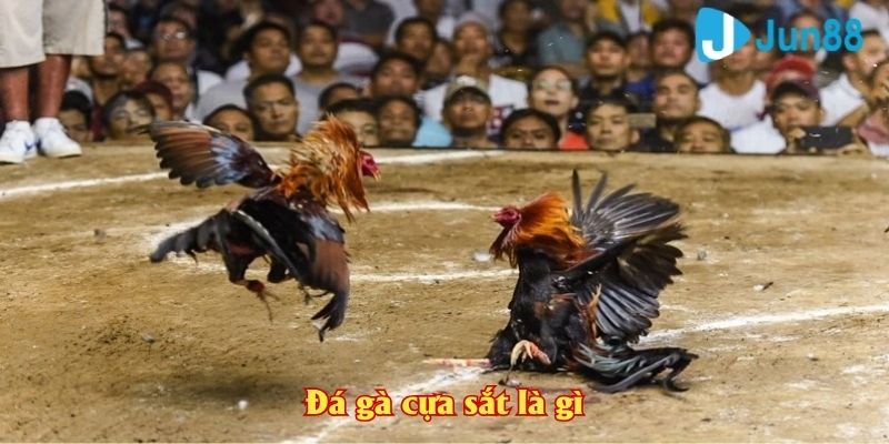 Đá gà cựa sắt là gì