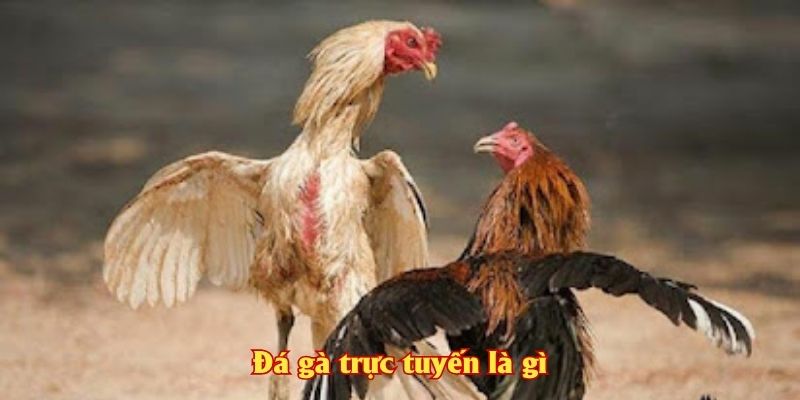 Đá gà trực tuyến là gì