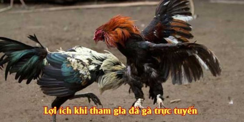 Lợi ích khi tham gia đá gà trực tuyến tại J88